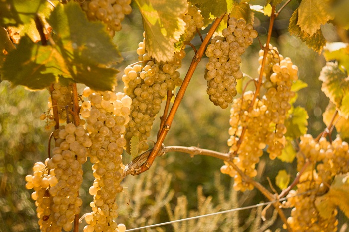 2025 წელს ყურძნის ჭარბ რაოდენობას სახელმწიფო საწარმო ჩაიბარებს, ღვინის კერძო კომპანიებზე სუბსიდია აღარ გაიცემა