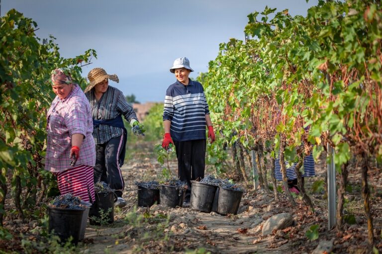 26 სექტემბრის მონაცემებით, კახეთის რეგიონში გადამუშავებულია 133 ათასი ტონა ყურძენი