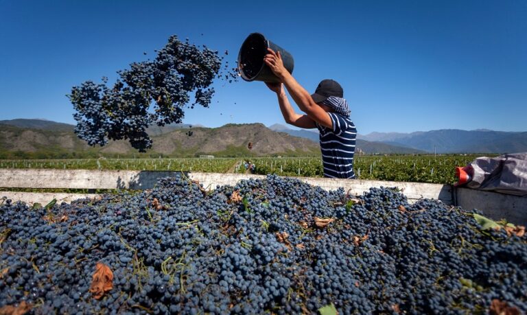 სოფლის მეურნეობის სამინისტრო – რთველი 2025-ის ფარგლებში რეკორდული რაოდენობის, 336 ათასამდე ტონა ყურძენი გადამუშავდა