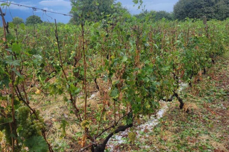 კახეთში სეტყვისგან დაზიანებულ ყურძენს – 1 კილოგრამს 1 ლარად – სახელმწიფო საწარმო დღეიდან მიიღებს