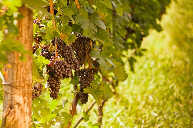 19 სექტემბრის მონაცემით, კახეთის რეგიონში გადამუშავებულია 64 ათასი ტონა ყურძენი