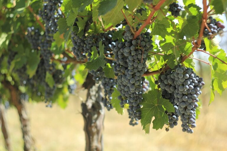 9 ოქტომბრის მდგომარეობით, კახეთში გადამუშავებულია 247 ათასამდე ტონა ყურძენი