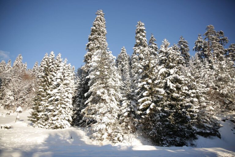 ახალი წლის მოახლოებასთან დაკავშირებით ნაძვის მოჭრაზე კონტროლი მკაცრდება