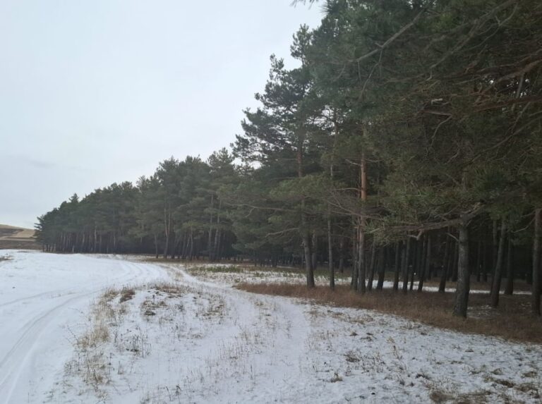 ტყის საზღვრების კორექტირების შესახებ საქართველოს მთავრობის განკარგულებასთან დაკავშირებით გარემოს დაცვისა და სოფლის მეურნეობის სამინისტრო განცხადებას ავრცელებს