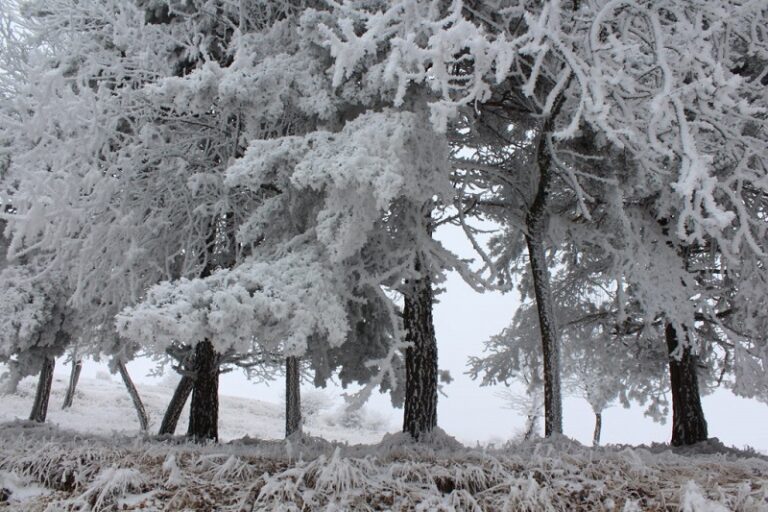 20 იანვრის დილამდე საქართველოში ზოგან ძლიერი თოვლი, ნისლი და ქარბუქია მოსალოდნელი