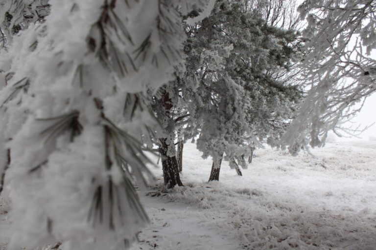 11 თებერვალს აღმოსავლეთ საქართველოში მოსალოდნელია ნალექი, ზოგან ძლიერი, უმეტესად თოვლის სახით, ნისლი, ქარბუქი