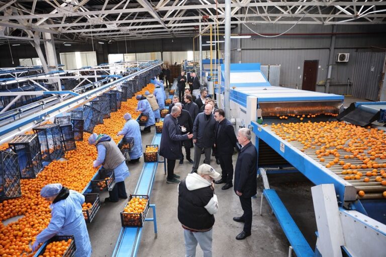 დავით სონღულაშვილი ქობულეთში ციტრუსის მოსავლის ჩაბარების პროცესს გაეცნო