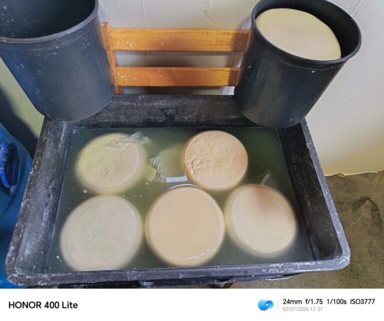 ქვემო ქართლში, სამეგრელოსა და იმერეთში რძის გადამამუშავებელ არალეგალურ საწარმოებში კრიტიკული შეუსაბამობები აღმოაჩინეს