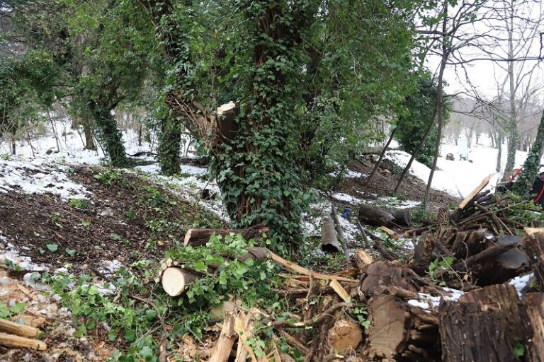 ეროვნული ბოტანიკური ბაღი ვიზიტორებისთვის დროებით დაიკეტა